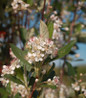 Brilliantissima Red Chokeberry flower closeup