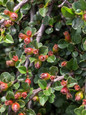 Cranberry Cotoneaster Foliage in the Summer Cranberry Cotoneaster Foliage in the Summer