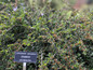 Cranberry Cotoneaster Branches Covered in Berries Cranberry Cotoneaster Branches Covered in Berries