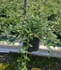 Willowleaf Cotoneaster #2 nursery pot