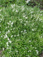 Nikko Deutzia Covered in Blooms