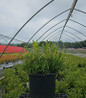 Nikko Slender Deutzia in black pot