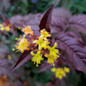Dark Nightglow® Bush Honeysuckle Foliage With Flowers