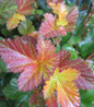Amber Jubilee Ninebark colorful foliage