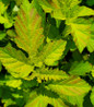 Amber Jubilee Ninebark green foliage
