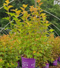 Amber Jubilee Ninebark #3 container