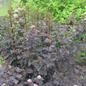 Diabolo Ninebark Foliage Growing