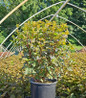Diabolo Ninebark nursery plant