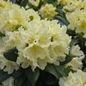 Capistrano Rhododendron pale yellow flowers
