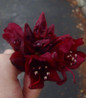 Dark Lord Rhododendron flowers close-up