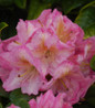 Scintillation Rhododendron flowers close-up