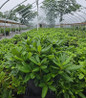 Scintillation Rhododendron #3 container