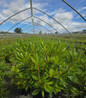 Boursault Rhododendron nursery container plant