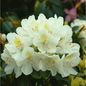 Chionoides Rhododendron Flower Close Up