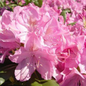 English Roseum Rhododendron Flower Close Up