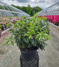 English Roseum Rhododendron in pot