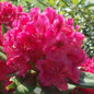 Nova Zembla Rhododendron