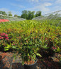 Nova Zembla Rhododendron nursery container plant