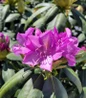Roseum Elegans Rhododendron flowers close-up