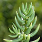 Crassula Mini Pine Tree Succulent Up Close