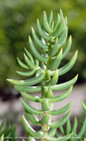 Crassula Mini Pine Tree Succulent