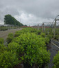 PJM Elite Rhododendron #3 container