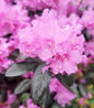 PJM Elite Rhododendron lavender purple blooms