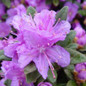 Purple Gem Rhododendron Flowers