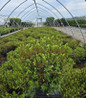 Purple Gem Rhododendron in nursery