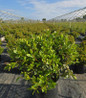 Towhead Rhododendron nursery container plant