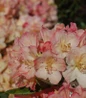 Percy Wiseman Rhododendron colorful flower clusters
