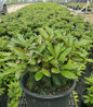 Yaku Prince Rhododendron in Nursery Pot