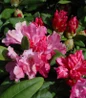 Yaku Prince Rhododendron showy flower clusters