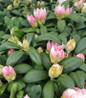 Yaku Princess Rhododendron compact evergreen shrub