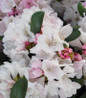 Yaku Princess Rhododendron white and pink blooms