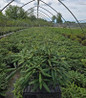 Yaku Princess Rhododendron #3 container