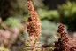 Cherry on Top™ Sorbaria Flower Seed Heads