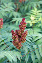 Cherry on Top™ Sorbaria Flower Buds