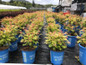Cherry on Top™ Sorbaria Plants in Bloomin Easy Nursery Pots