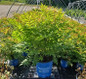 Cherry On Top False Spirea #3 container