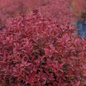 Rainbow Fizz™ Spirea Dark Autumn Foliage