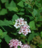 Little Princess Spirea flowers close-up