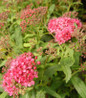 Little Princess Spirea compact shrub