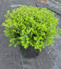 Little Princess Spirea #2 container