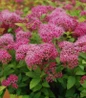 Magic Carpet Spirea pink flower clusters