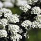 Snowmound Spirea Flowering