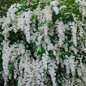 Snowmound Spirea full of whit blooms