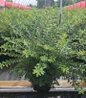 Snowmound Spirea #3 pot