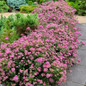 Poprocks® Petite Spirea Garden Border Of Shrubs