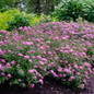 Poprocks® Petite Spirea Bushes Blooming